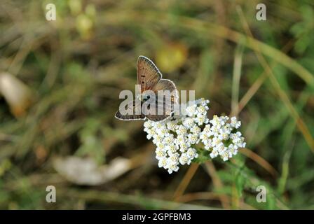 Brauner Schmetterling auf weißer Schafgarbe Blume Nahaufnahme Detail, verschwommener gren Gras Hintergrund, Draufsicht Stockfoto