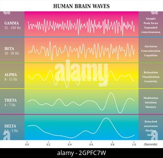 Menschliches Gehirnwellendiagramm in Regenbogenfarben mit Erklärungen - Alpha Beta Gamma Theta Delta Frequenzen Stock Vektor