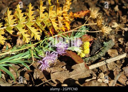 Cloorful Blumen Haufen mit leuchtend gelben Blatt auf trocken verwitterten Blätter Hintergrund Stockfoto