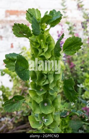 Moluccella laevis oder Bells of Ireland. Stockfoto