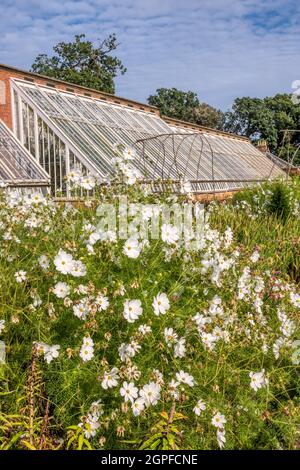 Weißer Kosmos blüht vor den restaurierten viktorianischen Weingütern im Walled Garden in der Holkham Hall in North Norfolk. Stockfoto