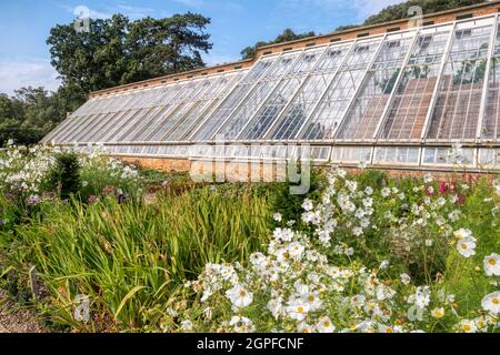 Weißer Kosmos blüht vor den restaurierten viktorianischen Weingütern im Walled Garden in der Holkham Hall in North Norfolk. Stockfoto