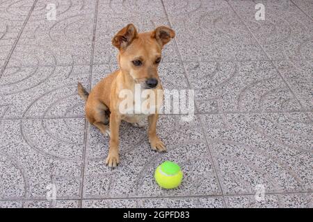 Ein süßer junger Mischlingshund, der auf dem Boden neben einem Tennisball sitzt und auf Befehl wartet. Über dem Winkel im Hinterhof aufgenommen Stockfoto