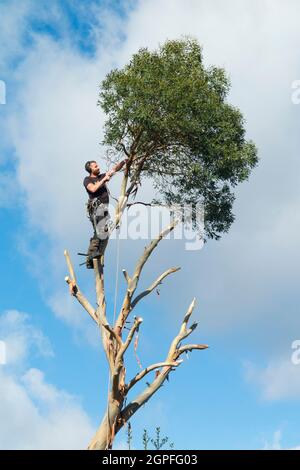 Baumchirurg, der mit Seilen arbeitet, die Äste sägt und von einem Eukalyptus-Exemplar abschneidet, da der Baum vollständig entfernt wird. VEREINIGTES KÖNIGREICH. England (127) Stockfoto