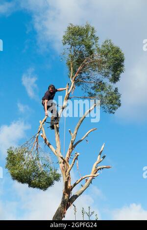 Baumchirurg, der mit Seilen arbeitet, die Äste sägt und von einem Eukalyptus-Exemplar abschneidet, da der Baum vollständig entfernt wird. VEREINIGTES KÖNIGREICH. England (127) Stockfoto