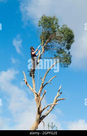 Baumchirurg, der mit Seilen arbeitet, die Äste sägt und von einem Eukalyptus-Exemplar abschneidet, da der Baum vollständig entfernt wird. VEREINIGTES KÖNIGREICH. England (127) Stockfoto