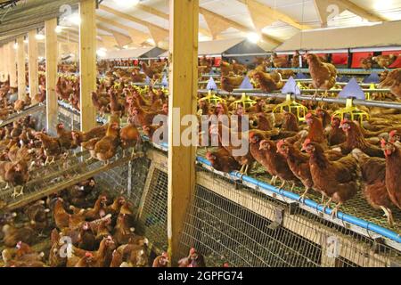 Das Innere eines Egg Laying House auf einer Hühnerfarm. Stockfoto