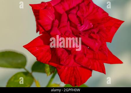 Gestreifte rote Rosen von oben gesehen vor dem Hintergrund der Sonne, die auf den Blättern reflektiert Stockfoto