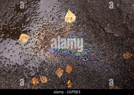 Ein Fleck Benzin auf nassem Asphalt mit heruntergefallenen Birkenblättern Stockfoto