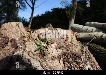 Gefällte Bäume Stockfoto