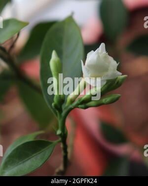 Doppelblühender Kreppjasmin/Tabernaemontana divaricata 'Flore Pleno' /Balkongarten Stockfoto