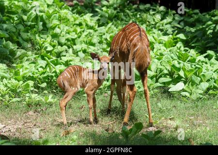 Weibliche Nyala-Antilope (Tragelaphus angasii) mit jungem Lamm Stockfoto