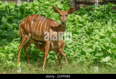 Weibliche Nyala-Antilope (Tragelaphus angasii) mit jungem Lamm Stockfoto