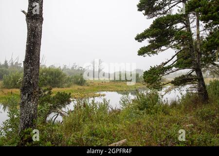 Neblig Foggy Morning Field Wanderpfad Küste Oregon Landschaft Stockfoto