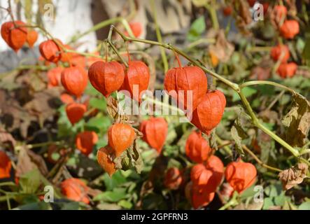 Winterkirsche, Physalis peruviana Früchte ernten. Physalis-Blüten, gemahlene Kirschen oder Winterkirschen im Herbstgarten. Stockfoto