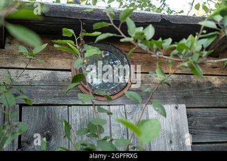 Rundes Fenster unter dem Dach eines alten Holzschuppens oder einer Toilette in einem Dorfhof. Stockfoto