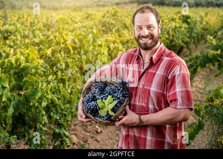 Lächelnder Winzer mit einem Korb aus frisch gepflückten schwarzen Trauben Stockfoto