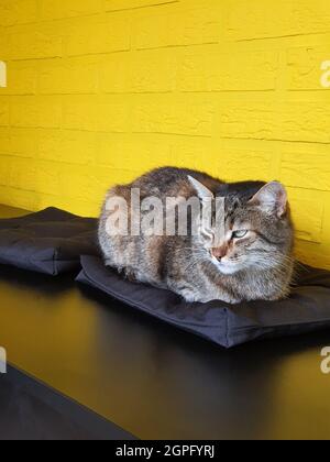 Wunderschöne Katze, die sich in einem Café auf einem Kissen auf gelbem Hintergrund sonnt Stockfoto