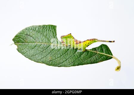 Ein Beispiel einer gelbenen Kätzchen-Mottenraupe, Furcula furcula, die sich auf einem gelbenen Blatt ernährt hat. Fotografiert in einem Studio auf weißem Hintergrund Stockfoto