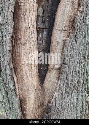 Nahaufnahme Baumrinde Oberfläche, Holzgrunge Textur. Stockfoto