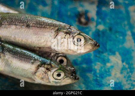 Frisch, rohe Sprossen, Sprattus Sprattus, gefangen in Lyme Bay Dorset. Sprotten sind ein kleiner, schaufender Fisch, der reich an Fischölen ist und oft etikettiert verkauft wird Stockfoto