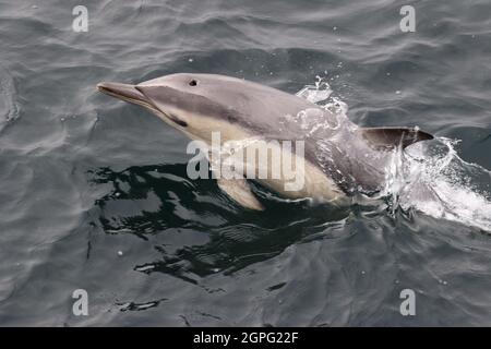 Sequenz 7 von Common Dolphin Springen in britischen Gewässern Stockfoto