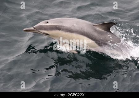 Sequenz 7 von Common Dolphin Springen in britischen Gewässern Stockfoto