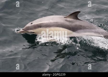 Sequenz 7 von Common Dolphin Springen in britischen Gewässern Stockfoto