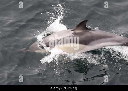 Sequenz 7 von Common Dolphin Springen in britischen Gewässern Stockfoto