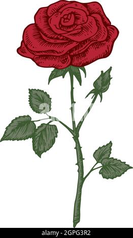 Handgezeichnete Rose Flowerer mit Blütenblättern und Blättern Farbe Vektor Illustration. Abstrakte Plant Sketch. Zeichnung Im Stil Der Blumengravierung. Isoliert Stock Vektor