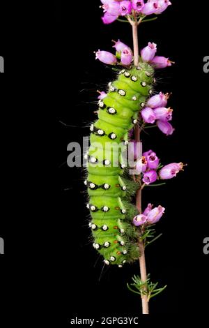 Ein Beispiel der Emperor Motte Raupe, Saturnia pavona, fotografiert in einem Studio auf Heidekraut vor schwarzem Hintergrund. Dorset England GB Stockfoto