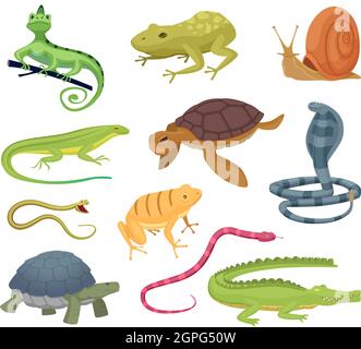 Amphibia und Reptilien. Wilde Tiere Schildkröten Reptilien Schlangen und Eidechsen heißen Terrarienvektorfiguren im Cartoon-Stil Stock Vektor
