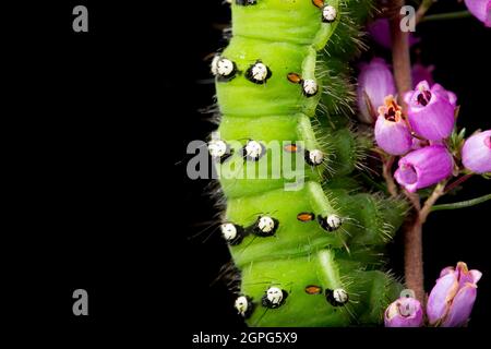 Detail der Emperor Motte Raupe, Saturnia pavona, fotografiert in einem Studio auf Heidekraut vor schwarzem Hintergrund. Dorset England GB Stockfoto