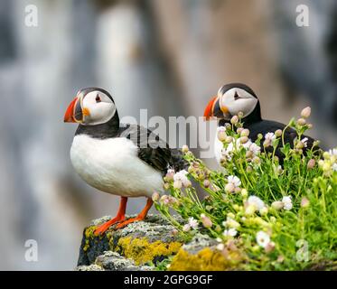 Zwei Papageitaucher, Fratercula Arctica, auf einem Felsvorsprung, Seevögel der Isle of May, Schottland, Großbritannien Stockfoto