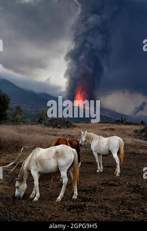 Madrid. September 2021. Das am 24. September 2021 aufgenommene Foto zeigt die Szene des Vulkanausbruchs des Vulkans Cumbre Vieja in La Palma, Spanien. Quelle: Oriol Alamany/Xinhua/Alamy Live News Stockfoto