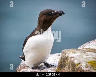 Ein Razorbill, Alca torda, auf einem Felsvorsprung, Isle of May, Seevögelnaturreservat, Schottland, Großbritannien Stockfoto