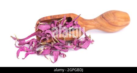 Getrocknete Echinacea Blüten in Holzlöffel, isoliert auf weißem Hintergrund. Blütenblätter von Echinacea purpurea. Heilkräuter. Stockfoto