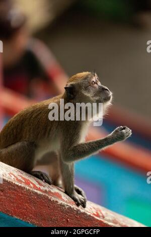 Ein krabbenfressender Makak, der auf der Treppe zu den Tempeln der Batu Caves in Gombak, nördlich von Kuala Lumpur, Malaysia, nach etwas zu essen sucht Stockfoto