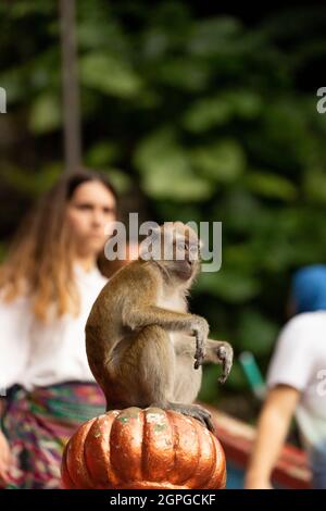 Ein krabbenfressender Makak, der auf der Treppe zu den Tempeln der Batu Caves in Gombak, nördlich von Kuala Lumpur, Malaysia, nach etwas zu essen sucht Stockfoto