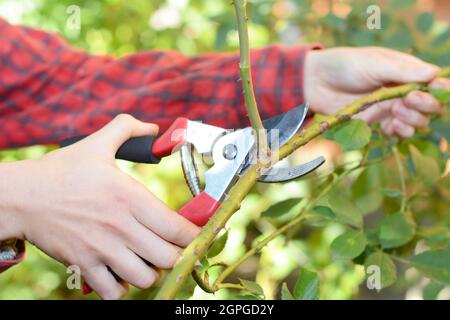 Gärtner beschneiden Kletterrosen mit Gartenschere im Herbst. Stockfoto