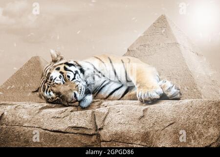 Orange weiße Tiger schlafen auf einem Felsen im Hintergrund Pyramiden warmfarbigen Bild, Symbol-Bild für Tierschutz und die Schönheit der Tierwelt Stockfoto