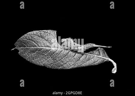 Ein Beispiel einer gelbenen Kätzchen-Mottenraupe, Furcula furcula, die sich auf einem gelbenen Blatt ernährt hat. Fotografiert in einem Studio auf einem schwarzen Backgroun Stockfoto