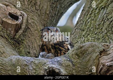 Eurasischer Adlerkauz / Europäischer Adlerkauz (Bubo bubo) Weibchen mit Küken im Nest im Baum Stockfoto