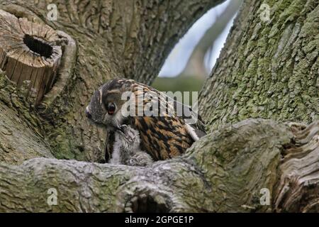 Eurasischer Adlerkauz / Europäischer Adlerkauz (Bubo bubo) Weibchen, das Küken im Nest im Baum füttert Stockfoto