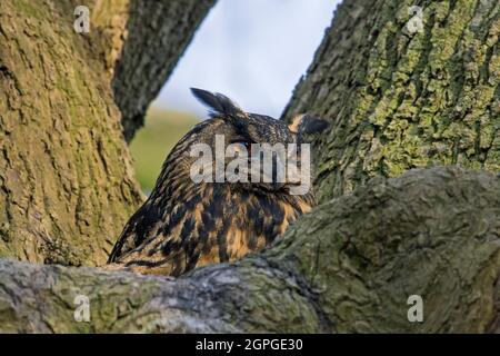 Eurasischer Adler-Eule / Europäischer Adler-Eule (Bubo bubo) Weibchen brüten auf Nest im Baum Stockfoto