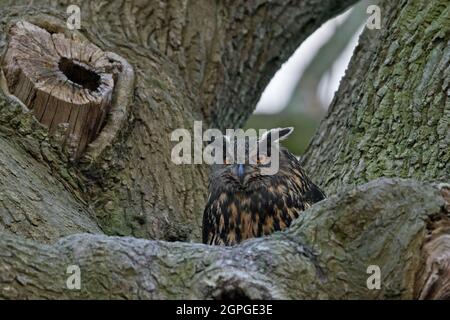 Eurasischer Adler-Eule / Europäischer Adler-Eule (Bubo bubo) Weibchen brüten auf Nest im Baum Stockfoto