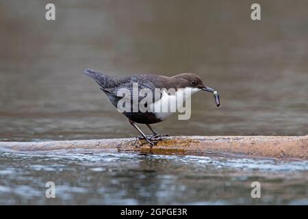 Weißkehlchen-Dipper / Europäischer Dipper (Cinclus cinclus) mit Wasserinsektenraub im Schnabel im Bach im Winter Stockfoto