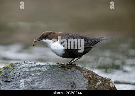 Weißkehlchen-Dipper / Europäische Dipper (Cinclus cinclus) auf Felsen mit Wasserinsekten Beute im Schnabel im Strom im Winter thront Stockfoto