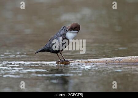 Weißkehlchen-Dipper / Europäischer Dipper (Cinclus cinclus), der im Winter im Bach Flügelfedern aufreibt Stockfoto