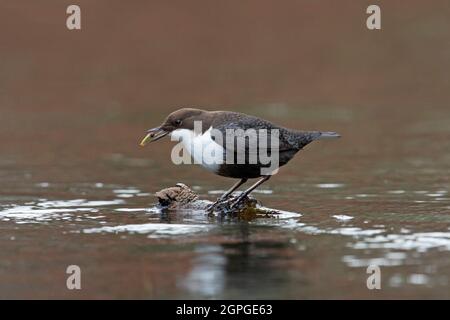 Weißkehlchen-Dipper / Europäischer Dipper (Cinclus cinclus) mit Wasserinsektenraub im Schnabel im Bach im Winter Stockfoto